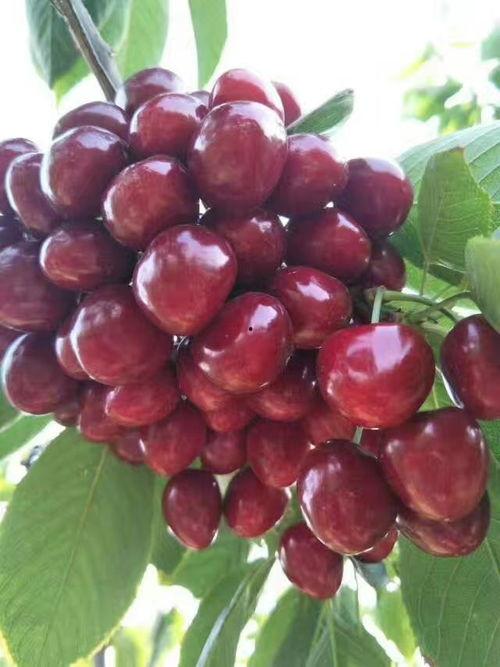 国产车厘子,甜蜜滋味，助力乡村振兴